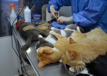 Patitas Callejeras: El Móvil de Castraciones llega al B° 9 de Julio