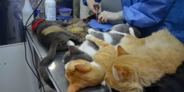 Patitas Callejeras: El Móvil de Castraciones llega al B° 9 de Julio