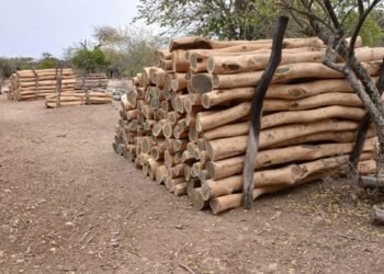 Lo infraccionaron por la tala ilegal de árboles