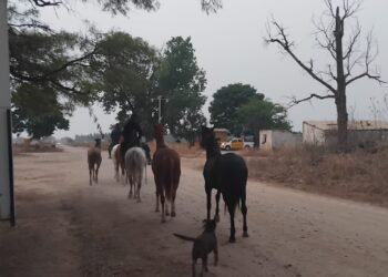 La policía incautó caballos en el acceso sur a Orán