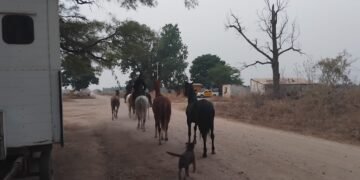 La policía incautó caballos en el acceso sur a Orán