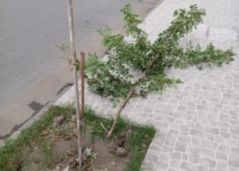 Dañinos rompen el arbolado público