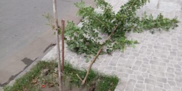 Dañinos rompen el arbolado público