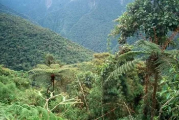 Parque Nacional Baritú: Imputado por incendio intencional
