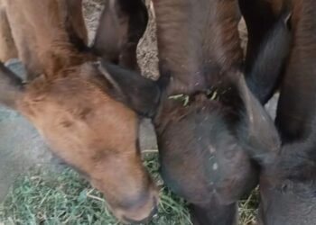 Un hombre y una mujer imputados por maltrato animal