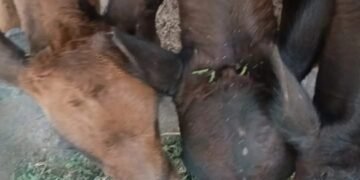 Un hombre y una mujer imputados por maltrato animal