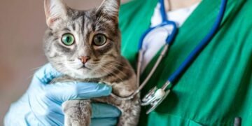 El Móvil de Castración llega al Barrio 11 de Septiembre