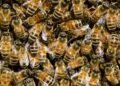 Murió el hombre que había sido picado por más de 100 abejas