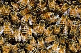 Murió el hombre que había sido picado por más de 100 abejas