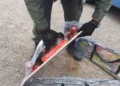 “Patinetas narcos” en un tour de compras