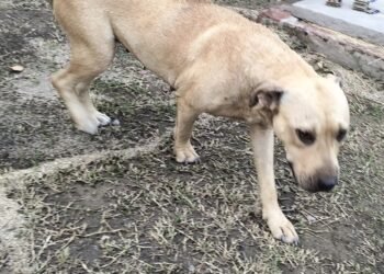 Ordenaron rescatar a la perrita abandonada en una casa del B° Juventud Unida