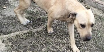 Ordenaron rescatar a la perrita abandonada en una casa del B° Juventud Unida