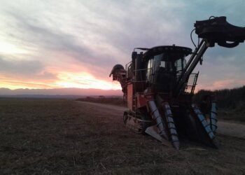 Ayer terminó la Zafra 2024 en Seaboard