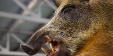 Vecino murió tras el ataque de un verraco