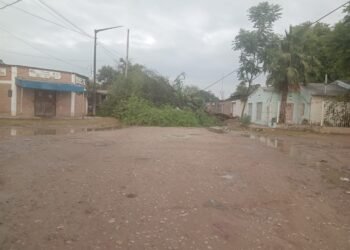 Se cayó un árbol