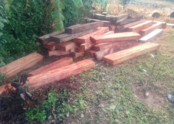 La Policía incautó un cargamento ilegal de madera