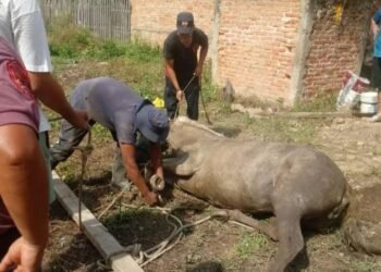 Caballo se cayó en un pozo ciego