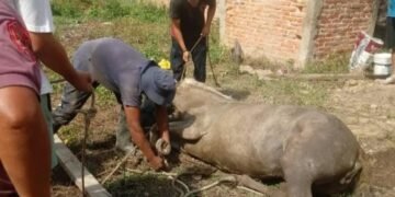 Caballo se cayó en un pozo ciego