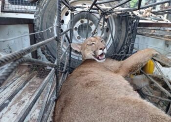 La Policía Rural rescató animales silvestres en cautiverio