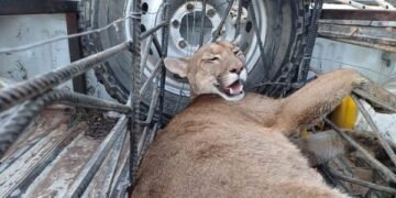 La Policía Rural rescató animales silvestres en cautiverio
