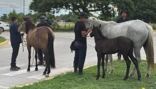 Incautaron 30 animales sueltos en Orán y Pichanal