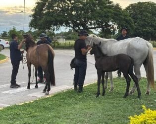 Incautaron 30 animales sueltos en Orán y Pichanal