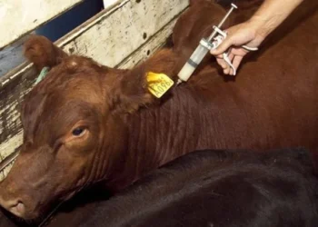 La Vacunación Antiaftosa comenzará en Salta en abril