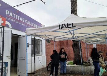 Dos días continuados de castración de mascotas