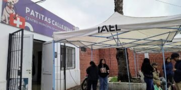 Dos días continuados de castración de mascotas