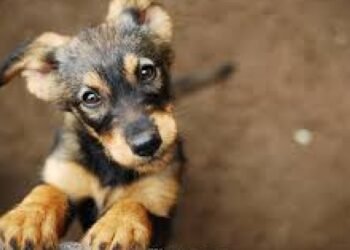 Adopciones responsables, feria de las promos y un show de mascotas