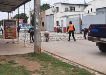 Importante secuestro de la Policía Federal en Orán