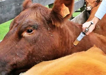 Vacunación Antiaftosa: Hoy comienza el operativo en Salta