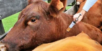 Vacunación Antiaftosa: Hoy comienza el operativo en Salta