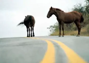 Animales sueltos en las rutas: Se agravarán las sanciones para los propietarios