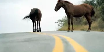 Animales sueltos en las rutas: Se agravarán las sanciones para los propietarios