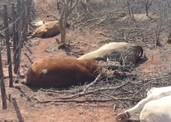 “La filtración del pozo petrolero nos está matando los animales y la vegetación”