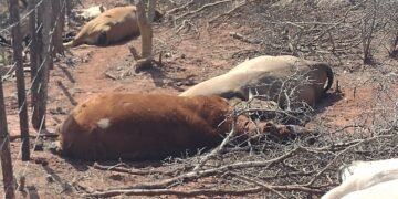 “La filtración del pozo petrolero nos está matando los animales y la vegetación”