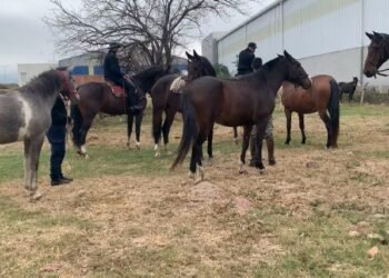La policía secuestró más de 600 animales sueltos en la vía pública