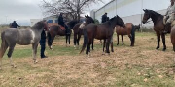 La policía secuestró más de 600 animales sueltos en la vía pública