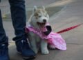 Chicos y familias vivieron a pleno el desfile de mascotas