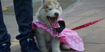 Chicos y familias vivieron a pleno el desfile de mascotas
