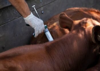 Vacunación Antiaftosa 2025 en Salta: Últimos días para la primera campaña