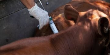 Vacunación Antiaftosa 2025 en Salta: Últimos días para la primera campaña