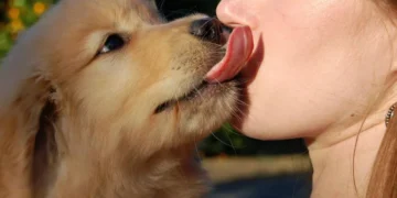 Ya se registraron 16 casos de hidatidosis en la provincia