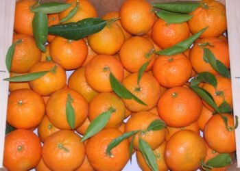 Dos detenidos tras sustraer mandarinas de una finca