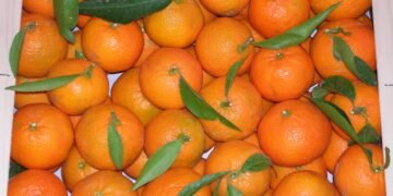 Dos detenidos tras sustraer mandarinas de una finca