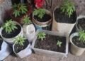 Secuestraron plantas de marihuana en el Barrio 4 de Junio
