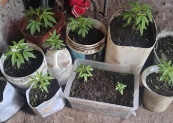 Secuestraron plantas de marihuana en el Barrio 4 de Junio