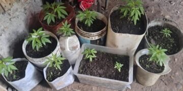 Secuestraron plantas de marihuana en el Barrio 4 de Junio