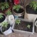 Secuestraron plantas de marihuana en el Barrio 4 de Junio